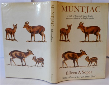 Muntjac,