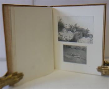 Central African Game And It's Spoor