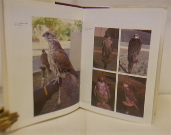 Falcons And Falconry In Qatar