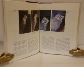 Falcons And Falconry In Qatar