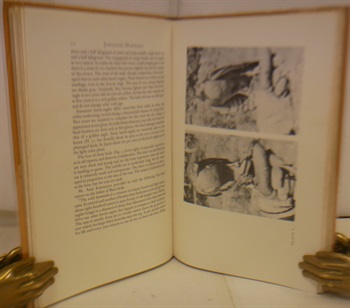 The Hawking Of Japan, The History And Development Of Japanese Falconry