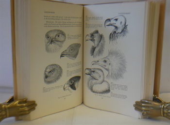 PIRATES AND PREDATORS. The Piratical And Predatory Habits of Birds.