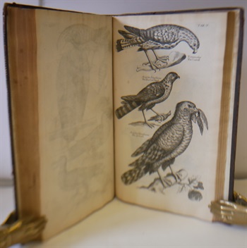 The Ornithology of Francis Willughby of Middleton in the county of Warwick Esq; fellow of the Royal Society. In three books. Wherein all the birds hitherto known, being reduced into a method sutable to their natures, are accurately described. The descriptions illustrated by most elegant figures, nearly resembling the live birds, engraven in LXXVII copper plates. Translated into English and enlarged with many additions throughout the whole work. To which are added, three considerable discourses, I. Of the art of fowling: with a description of several nets in two large copper plates. II. Of the ordering of singing birds. III. Of falconry. By John Ray, fellow of the Royal Society.