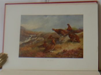 Game Birds And Wild Fowl Of Great Britain And Ireland