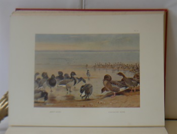 Game Birds And Wild Fowl Of Great Britain And Ireland