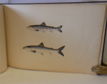 On the growth of the Salmon in Fresh Water. With six coloured illustrations of the fish, of the natural size, exhibiting its character and exact appearance at various stages during the first two years.