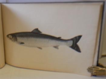 On the growth of the Salmon in Fresh Water. With six coloured illustrations of the fish, of the natural size, exhibiting its character and exact appearance at various stages during the first two years.