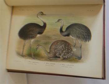 Illustrations Of The Game Birds And Water, Fowl Of South America