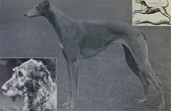 The Doggie Business